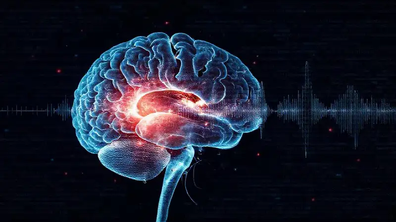 Un cerebro escaneado visualiza sonidos confusos